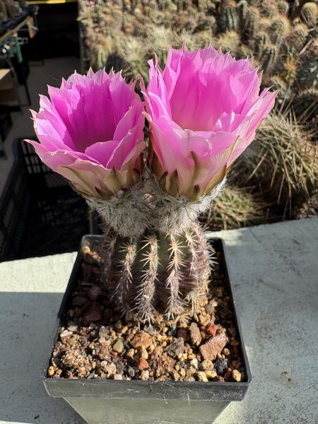 Echinocereus pamanesiorum